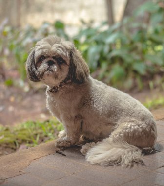 Sevimli bir Shih Tzu 'nun anlamlı ve duygusal gözleriyle kameraya baktığı bu sevimli fotoğrafla kalpleri yakala.. 