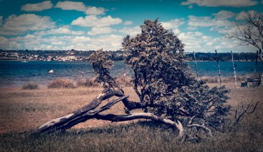 Tranquil Scene: Fallen Tree by the Lake. Discover the serene beauty of nature with this evocative photograph of a fallen tree resting peacefully near a tranquil lake. clipart