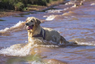 Golden Retriever Neşeyle Suda Oynuyor. Bir Golden Retriever 'ın saf hazzını yakalayın. Sevilen türün bu samimi fotoğrafıyla neşeyle suda oynayın.. 