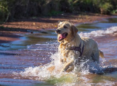 Golden Retriever Neşeyle Suda Oynuyor. Bir Golden Retriever 'ın saf hazzını yakalayın. Sevilen türün bu samimi fotoğrafıyla neşeyle suda oynayın.. 