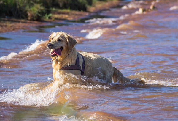 Golden Retriever Joyfully Playing in the Water. Capture the pure delight of a golden retriever with this heartwarming photograph of the beloved breed joyfully playing in the water. 