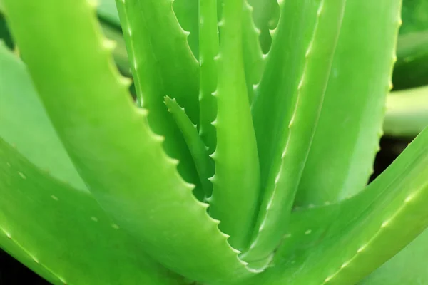 Zbliżenie Roślin Aloesu Rośnie Ogrodzie — Zdjęcie stockowe