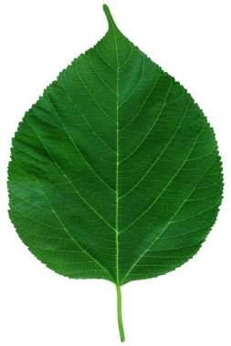 Dut yaprağı kırpma yolu ile beyaz arkaplanda izole edildi.