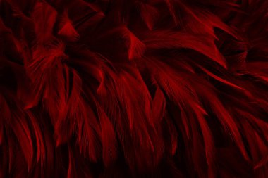 Güzel koyu kırmızı kuş tüyü desen arkaplan.