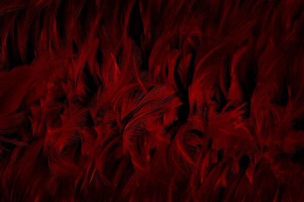 Beautiful dark red bird feathers pattern texture background.