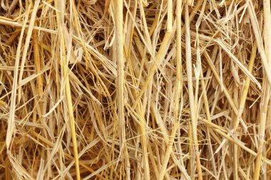 Dry straw texture for background and design art work, bales of cereal straw for cow and horse. clipart
