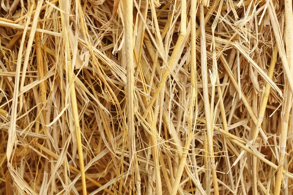 Stock image Dry straw texture for background and design art work, bales of cereal straw for cow and horse.