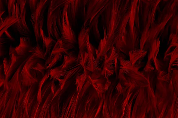Bello Scuro Rosso Uccello Piume Modello Texture Sfondo — Foto Stock