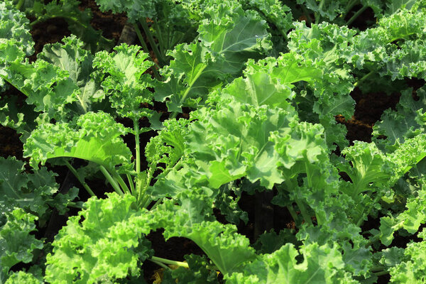 Close up of fresh green kale plant growing in a vegetable garden, superfood for health care with high fiber.