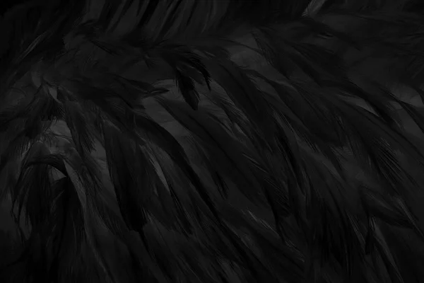 Beautiful Black Grey Bird Feathers Pattern Texture Background — Foto Stock