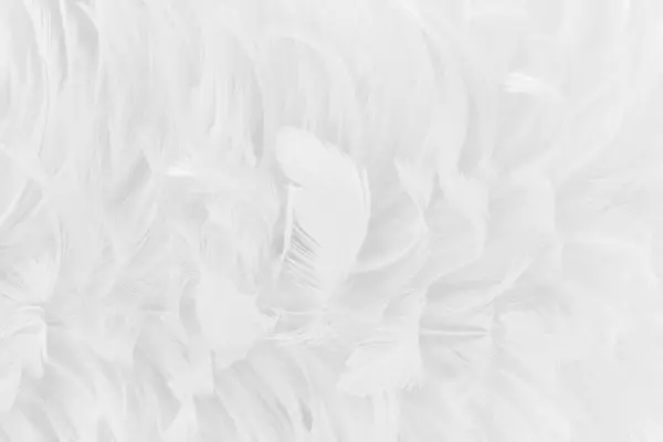 Hermoso Blanco Gris Plumas Patrón Textura Fondo —  Fotos de Stock