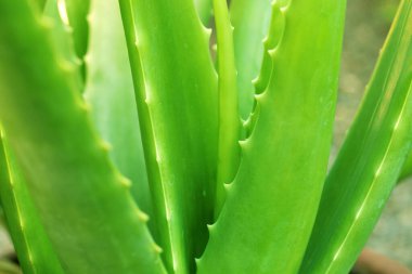 Bahçede yetişen aloe vera bitkisinin kapağını kapatın..