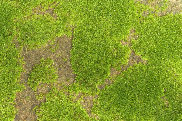 Closeup of fresh green moss on stone wall for background and design art work.