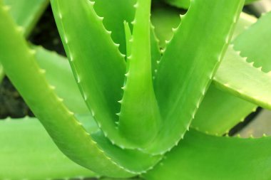 Bahçede yetişen aloe vera bitkisinin kapağını kapatın..