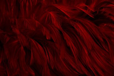 Güzel koyu kırmızı kuş tüyü desen arkaplan.