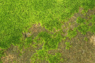 Arkaplan ve tasarım çalışmaları için taş duvarda taze yeşil yosun var..