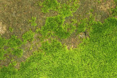 Arkaplan ve tasarım çalışmaları için taş duvarda taze yeşil yosun var..