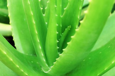 Bahçede yetişen aloe vera bitkisinin kapağını kapatın..