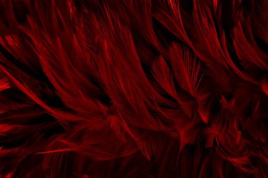 Güzel koyu kırmızı kuş tüyü desen arkaplan.
