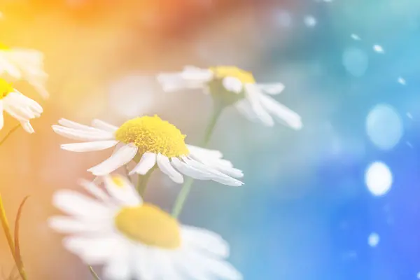 Många Vita Blommande Fält Prästkragar Strålarna Den Ljusa Solen — Stockfoto