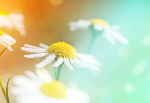 Närbild Blommande Blommor Fält Vild Kamomill Vackra Prästkragar Solljus Med — Stockfoto