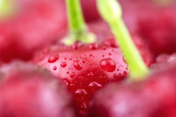 新鲜成熟的黑色樱桃 红色背景 — 图库照片