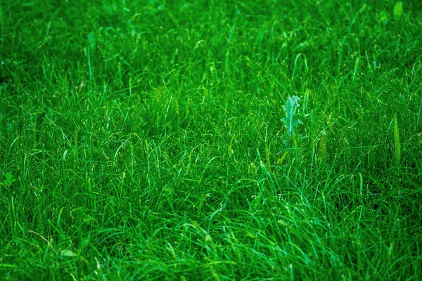 Syntetyczna Zielona Konsystencja Trawy Rozmytym Tłem Parku Zbliżenie Świeżej Trawy — Zdjęcie stockowe