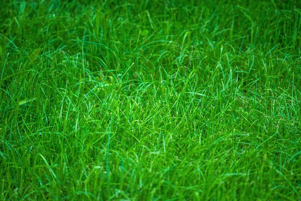 Fresh Grass Field Selective Focus Landscaping Backyard Lawn Garden — Stock Photo, Image