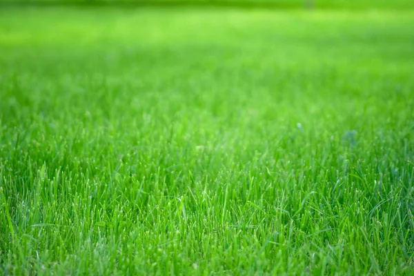 Pelouse Verte Herbe Croissance Paysage Agricole Dans Période Estivale — Photo