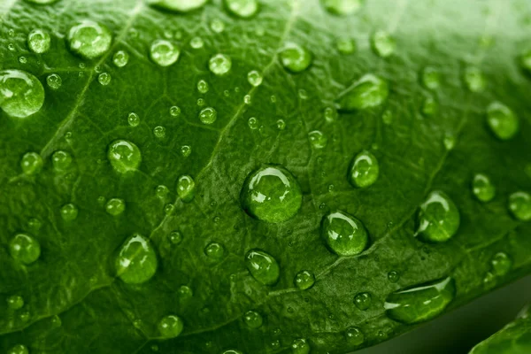 Dešťové Kapky Zeleném Listovém Přírodním Pozadí Zblízka Pozadí Povahy Zelených — Stock fotografie