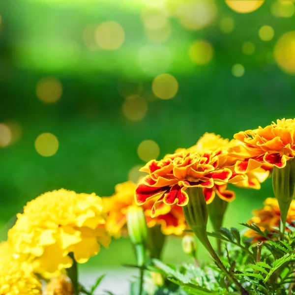 Marijuguld Blommor Närbild Orange Blommor Grön Bakgrund Och Orange Glitter — Stockfoto