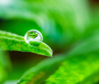 Yapraktaki Su Damlası 'nı kapat. Çevresel Koruma.