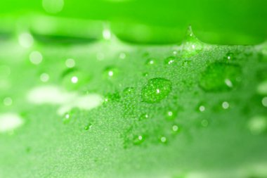 Aloe vera yeşil yaprak yakın çekim.