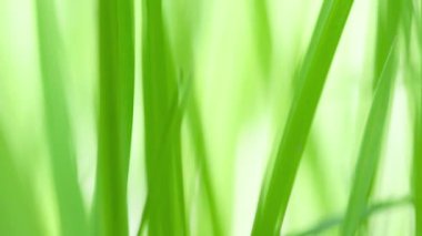 Yeşil çimenler, sulu çimenler, yakın plan. Rüzgarda sallanan otlar ağır çekimde.