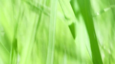 Taze çimenlerin parlak yaprakları.