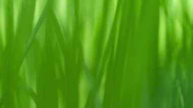 Yeşil çimen arka planı. Çevre bilimi üretimi. Sıfır atık endüstrisi.