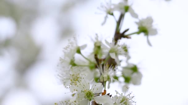 Apfelbaumblüten Blühen Aus Nächster Nähe Obstbaumzweige Wiegen Sich Wind — Stockvideo