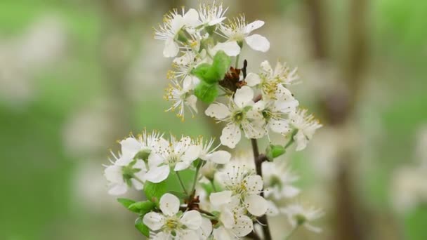 Jablečné Květy Větvi Zahradě Kvetoucí Jabloně Větev Proti Krásné Rozmazané — Stock video
