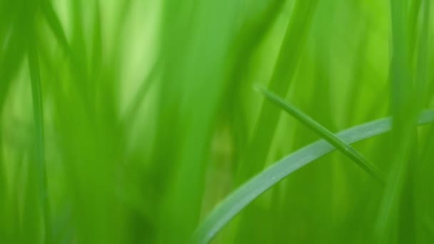 Świeża Zielona Trawa Rotacja Zbliżeniowa — Wideo stockowe