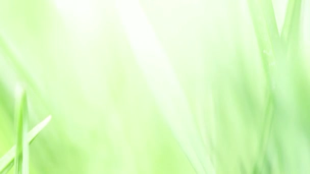 新鮮な緑の草の影 太陽の光線の背景に明るい草のクローズアップ — ストック動画
