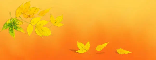 Falling Autumn Leaves. Golden leaves on a gradient blurred background.