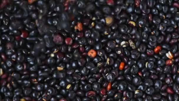 Benih Quinoa Hitam Jatuh Dalam Tumpukan Pertanian Dan Benih Tumbuh — Stok Video