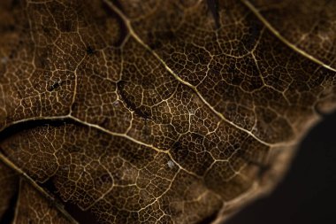 Damarların yakın çekim eski kuru kahverengi yaprak. Sonbahar arkaplanı.