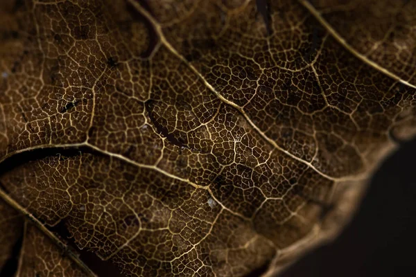 Damarların yakın çekim eski kuru kahverengi yaprak. Sonbahar arkaplanı.