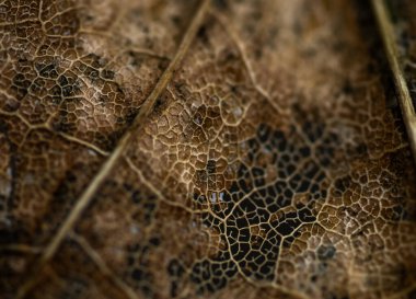 Eski kuru kahverengi yapraklar arka plan. Seçici odaklanma. Sonbahar arkaplanı.