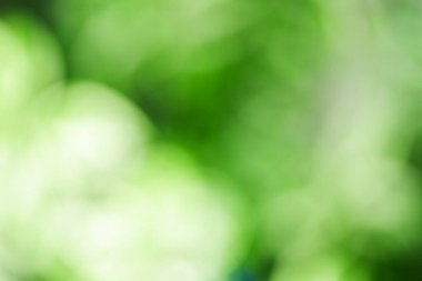 Soyut yeşil orman güneş ışığıyla dağılmış..