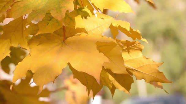 Herbstliche Ahornblätter Rote Blätter Herbst — Stockvideo