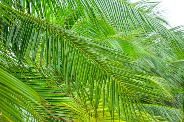 Green palm tree leaves. Tropical fresh exotic leaves