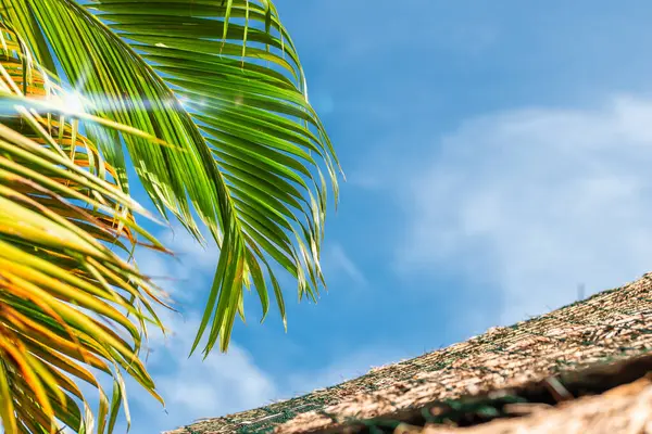 Summer sky and palm leaves on a tropical Island