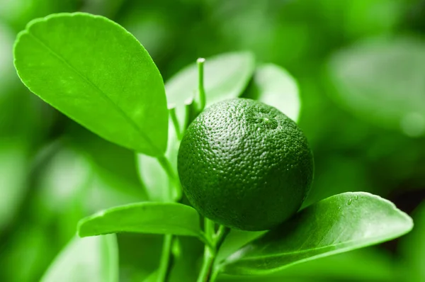 Lime hanging on branch tree with green leaves. Close-up view of green lime fruit on green branches as a backdrop